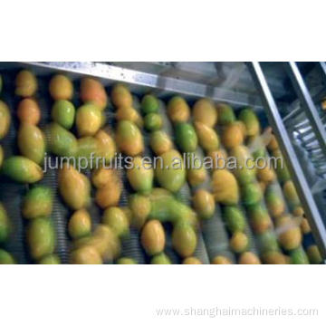 Industrial dried mango processing machine